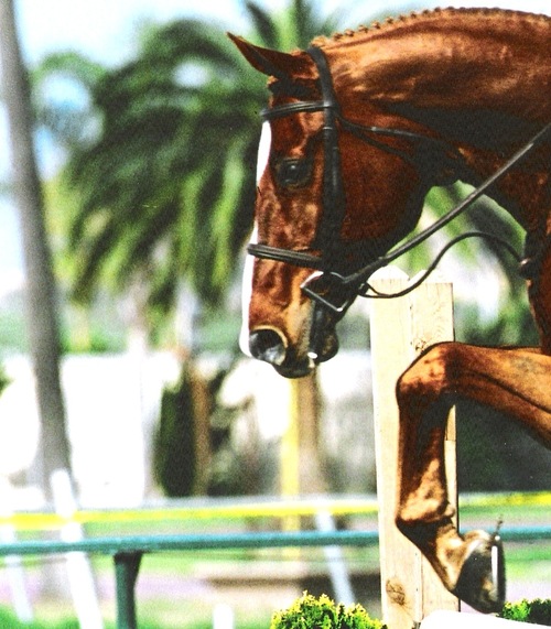 Connecting buyers and sellers of hunter - jumper - equitation horses