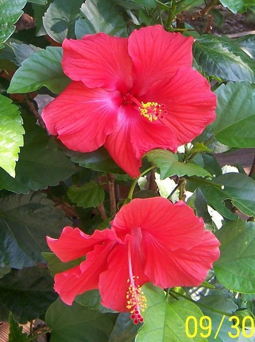 Earthwndnfire's profile picture. 