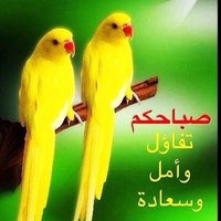 وسيط زواج (ابو سعود) (@abo____saud) 's Twitter Profile