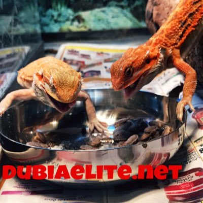 dubia_elite's profile picture. Dubia & Superworms Great for bearded dragons More calcium/protein All different sizes available Shipping/meeting/drop offs available PayPal