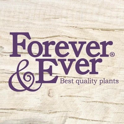 Forever&Ever® Easy maintenance and flowers every year! Best Quality Plants