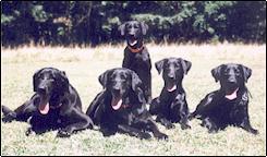 WesSBTS's profile picture. FCPS Technology Support Specialist (TSSpec)