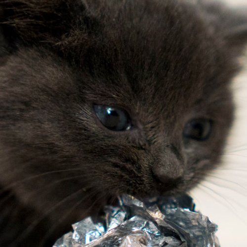 gd_elliev's profile picture. I am a collection of the quotes Ellie Vandenberg says in Period 2 Graphic Design.