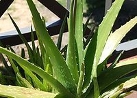 For over 25 years, Forever Living has dedicated itself to seeking out nature's best sources for health and beauty and sharing them with the world. Aloe Vera!