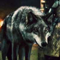 Greywind (@wh_greywind) 's Twitter Profile