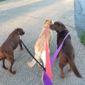 We are #GrandRapids newest boutique pet sitting business! We offer pet sitting visits for dogs, cats, pet pigs and other non-human family members!
