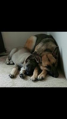 AsiaKylo's profile picture. barrel racing and hockey