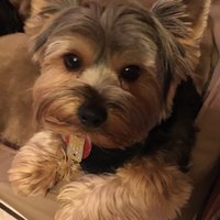 Diane K ๐บ๐ฆ ๐๐ (@diane7171) 's Twitter Profile