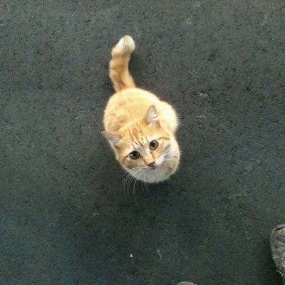 けん玉女子 Kendamajoshi Twitter けん玉女子 Kendamajoshi Twitter