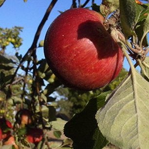 ProducersMVale's profile picture. Producers of McLaren Vale growers & makers of citrus, stone fruits, wine, olive oil, cider, vinegar, bread and cheese.