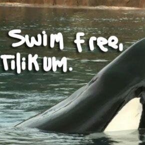 To stand with SeaWorld is to stand Taiji. We are a movement & Won't stop till every tank is empty.