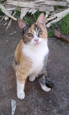 elchikolino's profile picture. ...