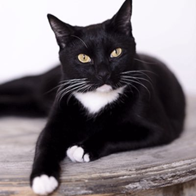 (Male) Gentleman. Former kittypet. Clean freak, caring, neat, Italian accent. Never has any dirt or blood on him. True pacifist. Believes in God.