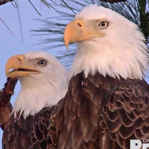 Official Southwest Florida Eagle Cam Twitter- providing updates on M & friends. 210 million views strong! WATCH LIVE https://t.co/22sDUGyLEu