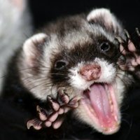 Ferretitus(@MadMustelid) 's Twitter Profile Photo