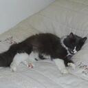 Laura Ronk - @LMRonk - Twitter