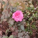 Deepa Ghosh - @ghoshdeepa365 - Twitter