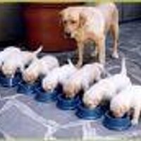 Dog Trainer (@trainingdogs_) 's Twitter Profile