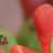 Jatropha_Curcas's profile image