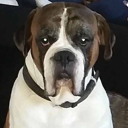 boxermother's profile picture. Boxer mother. Greek Pirate Hunter. Philly Lover. Prison Social Worker. Scottish Independence Supporter. All opinions voiced are personal!