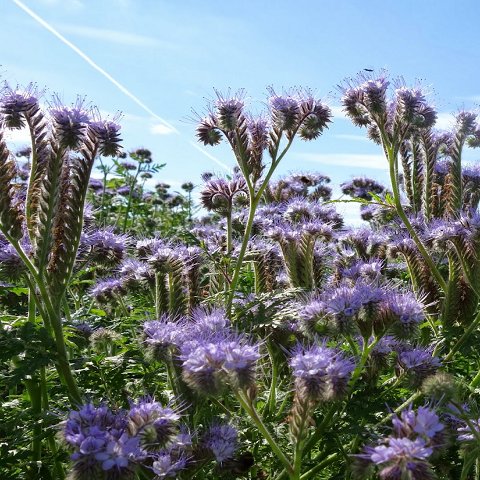 ShepherdSeeds's profile picture. Shepherd Seeds specialise in small grain seeds and advice. We offer a wide range of products such as cover crops, grass and game cover. Call 01673 308492 🌱🌾🐄🐝 🌻