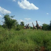 jimmy_Kinuthia (@jimmy_kinuthia) 's Twitter Profile
