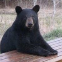 Sara the Double Bear(@sferris4iyl) 's Twitter Profile Photo