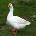 goose (@inmydogyears) Twitter profile photo goose (@inmydogyears) Twitter profile photo