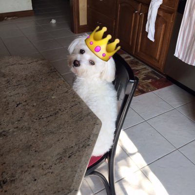 most_spoileddog's profile picture. The name is Scooter Keller. I own my owner. I do what I want, when I want and everyone better be okay with that. Oh, and I'm smarter than you..And I'm a dog