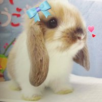 コカ & ホッピー🐰🐇 (@cokatherabbit) 's Twitter Profile