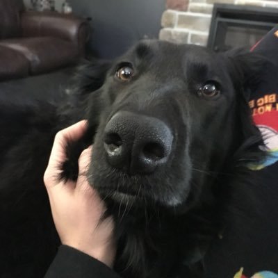 fetch Lickin