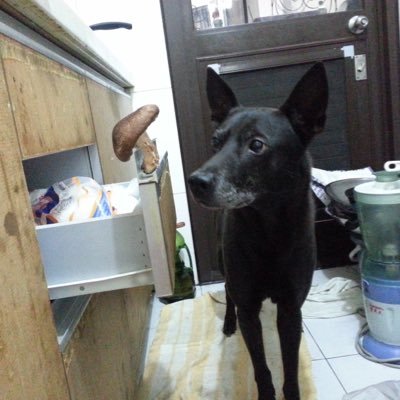 YinLuChen3's profile picture. #すなばこ2024冬