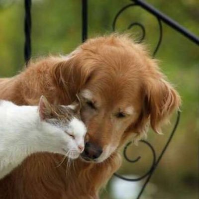 hytja6's profile picture. 【支援、寄付、希望！】 ペットと共存するための事業を展開のため、ご支援を募ってます。これから、人もペットも高齢化社会。必ず、需要があると、確信しています。詳細DMにて。#拡散希望