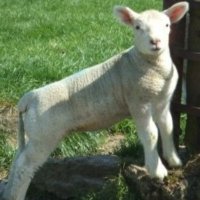 Rachel Stoakes (@ewebarn) 's Twitter Profile