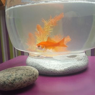 Arthur le poisson de Lea GESLIN en STAV 2 au lycée agricole de Laval (décédé)
