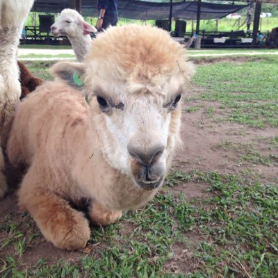 yo_pakboong's profile picture. Long live BeckFreen บัตรประชาชนเขียนว่าศาสนาเบคฟรีน รอดูหนังแซลม่อนของเบค