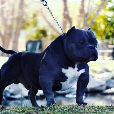 CetoMazo's profile picture. chill and drink cay...