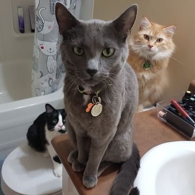 Mycatmusings's profile picture. 3 cats who love their mom almost as much as she loves us.                                           
 Instagram: fluffbutts_unite
