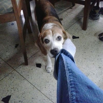 Difundo, re- difundo y ayudo a ayudar a los más necesitados, los sin techo, los de calle. Estoy en contra del maltrato animal. MAYOR INFORMACIÓN MEJOR DIFUSIÓN