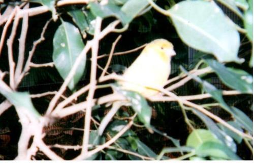 twinklelite's profile picture. 