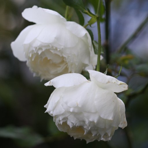 狭いお庭にいっぱいのバラを育てて、試行錯誤の充実した日々です。  Love Roses and Westies.