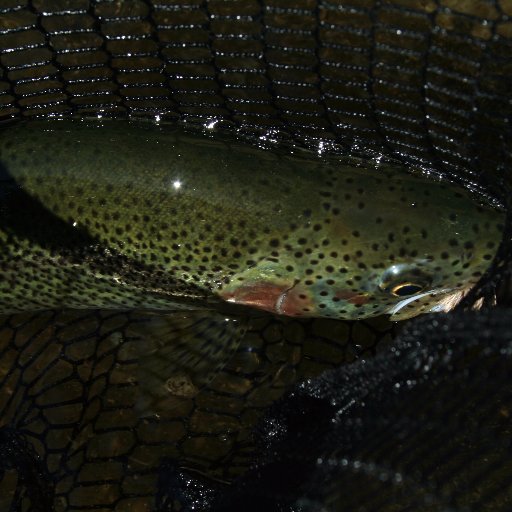 A curious reader, traveler, and one time teacher. Explorer of ideas and places. Likes science, reason, literature, humour and nature. Trout on the fly.