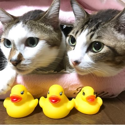 猫好き♡仲良し兄弟ジジキク♡16歳オス。野良猫が家で生み育児放棄→保護。大事な家族♡更新遅め。ジジ2021年9月7日🌈