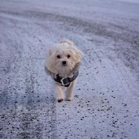 かわいいペット (@hrtyest) 's Twitter Profile Photo