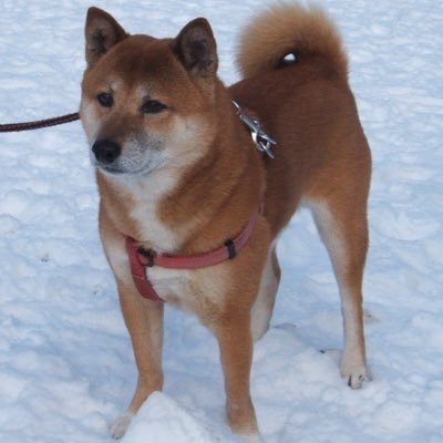 I'm Angel Kevin who is a Shiba-Inu. I live with four cats who are Shiro, Chibi, Tora, Hime and four humans. Although I'm dog, I love cats, too!!! Woo woo.