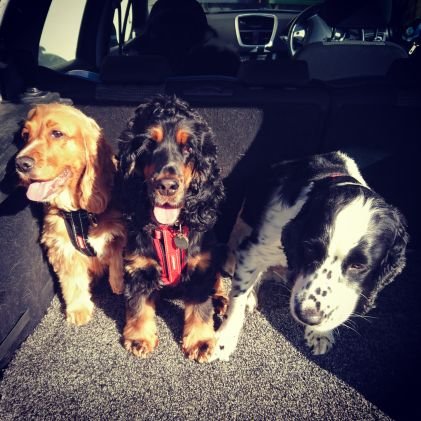 ckpottery's profile picture. looking for the best things in life, rehoming gin and giving it the life it deserves