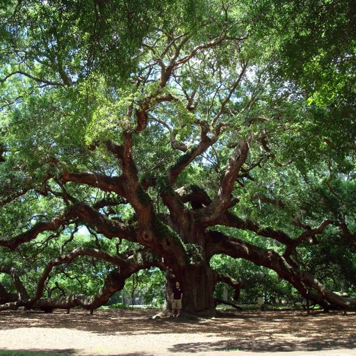 coppernica33's profile picture. social worker, work in progress, she/her