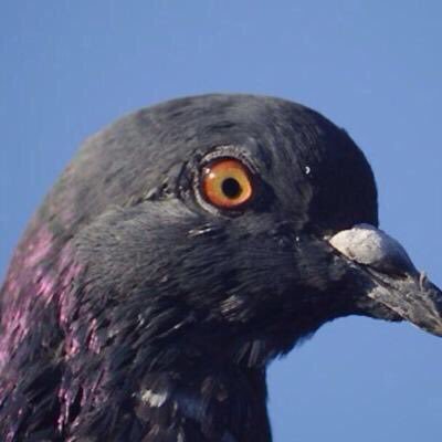 My Name's Jon and I'm a fucking pigeon.