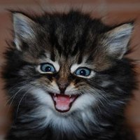 Kittyworks(@kittyworks) 's Twitter Profileg