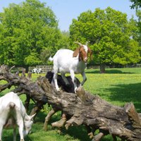 Buttercups Sanctuary For Goats (@buttercupsgoats) 's Twitter Profile Photo Buttercups Sanctuary For Goats (@buttercupsgoats) 's Twitter Profile Photo